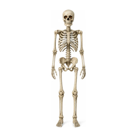 Nightwatch seven-foot articulated skeleton, full body, studio white